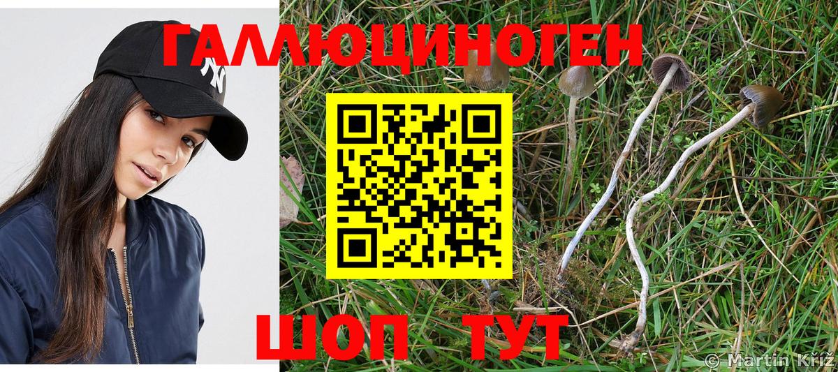 Кирово-Чепецк  Псилоцибиновые грибы Psilocybe  Вход с VPN 